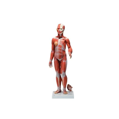 1/2 Life-Size Complete Human Dual Sex Muscle Model, 33 part – 3B Smart Anatomy – 1019231