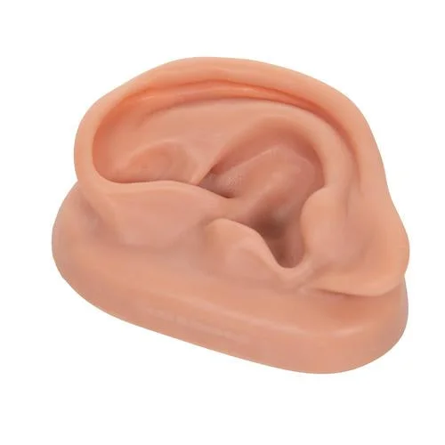 3B Acupuncture Ear, left – 1000374