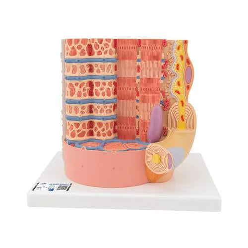 3B MICROanatomy Human Muscle Fiber Model, 10,000 times magnified – 3B Smart Anatomy – 1000213