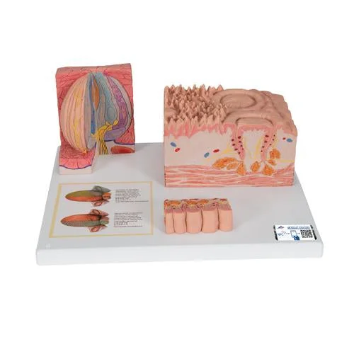 3B MICROanatomy Human Tongue Model – 3B Smart Anatomy – 1000247