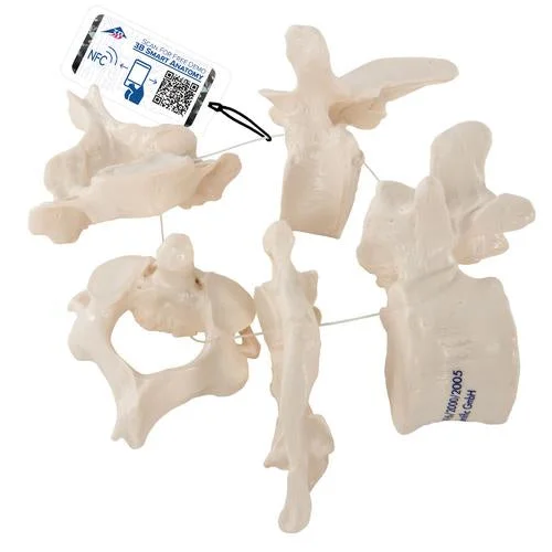 5 Human Vertebrae, Loosely Threaded on Nylon (atlas, axis, cervical, thoracic, lumbar) – 3B Smart Anatomy – 1000148