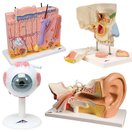 Anatomy Set Senses – 8000847
