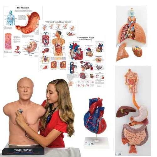 Auscultation Training Set “Intro” – 8000995