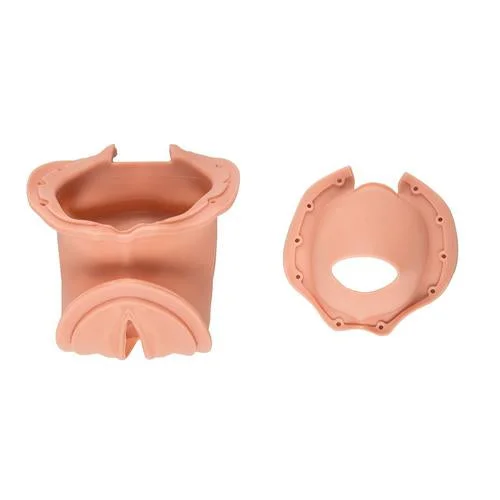 Birth canal and cervix (1x birth canal / 1x cervix) – 1020343