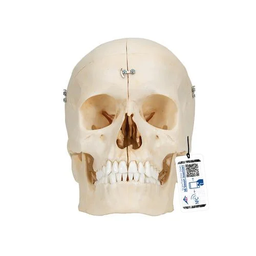 BONElike Human Bony Skull Model, 6 part – 3B Smart Anatomy – 1000062