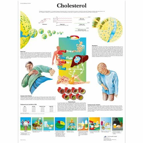Cholesterol Chart – 4006696