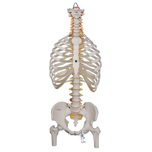 Classic Flexible Human Spine Model with Ribs & Femur Heads – 3B Smart Anatomy – 1000120