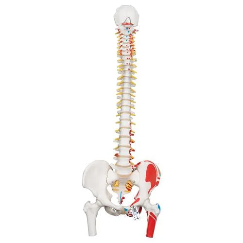 Classic Human Flexible Spine Model with Femur Heads & Painted Muscles – 3B Smart Anatomy – 1000123