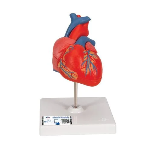 Classic Human Heart Model, 2 part – 3B Smart Anatomy – 1017800