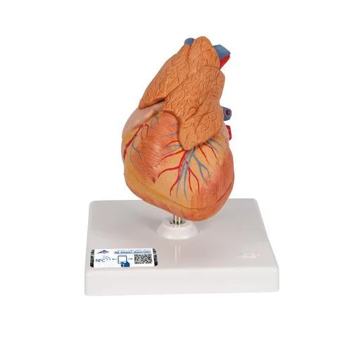 Classic Human Heart Model with Thymus, 3 part – 3B Smart Anatomy – 1000265