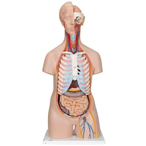 Classic Unisex Human Torso Model, 16 part – 3B Smart Anatomy – 1000188