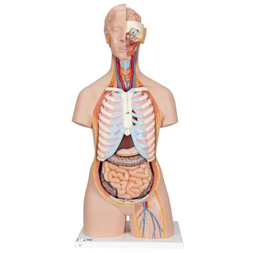 Classic Unisex Human Torso Model with Open Back, 21 part – 3B Smart Anatomy – 1000192