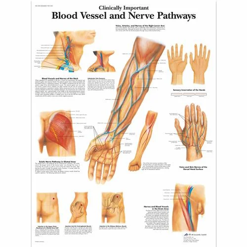 Clinically Important Blood Vessel and Nerve Pathways Chart – 4006682