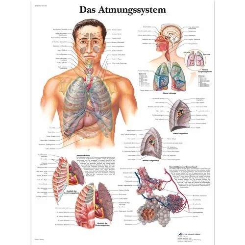 Das Atmungssystem – 1001350
