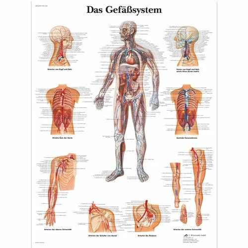 Das Gefäßsystem – 4006599