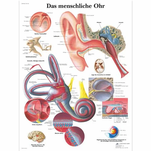 Das menschliche Ohr – 1001334