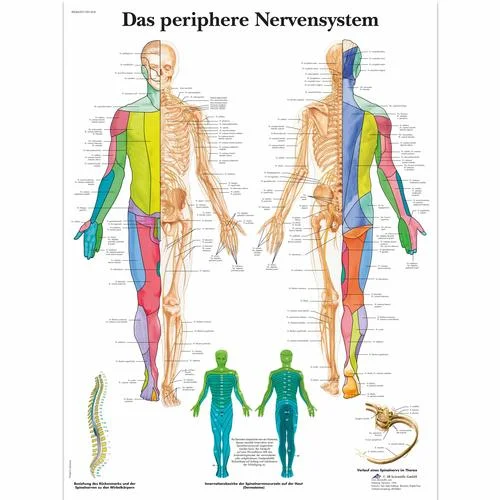 Das periphere Nervensystem – 1001424