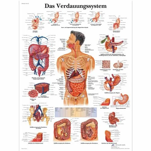 Das Verdauungssystem – 1001379