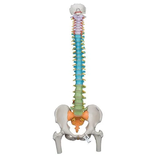 Didactic Flexible Human Spine Model with Femur Heads – 3B Smart Anatomy – 1000129