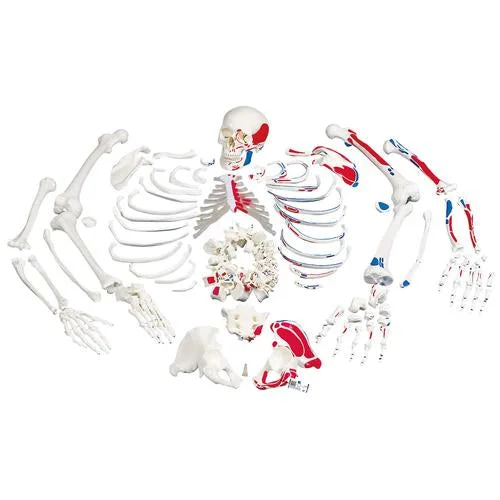 Disarticulated Human Skeleton Model with Painted Muscles, Complete with 3-part Skull – 3B Smart Anatomy – 1020158