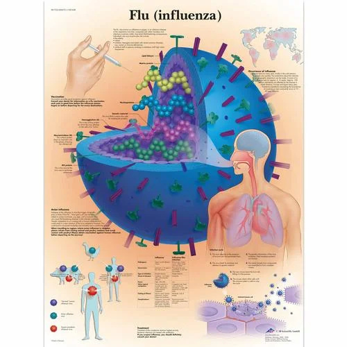 Flu (Influenza) Chart – 1001608