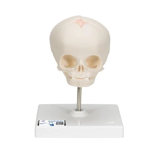 Foetal Skull Model, Natural Cast, 30th week of Pregnancy, on Stand – 3B Smart Anatomy – 1000058