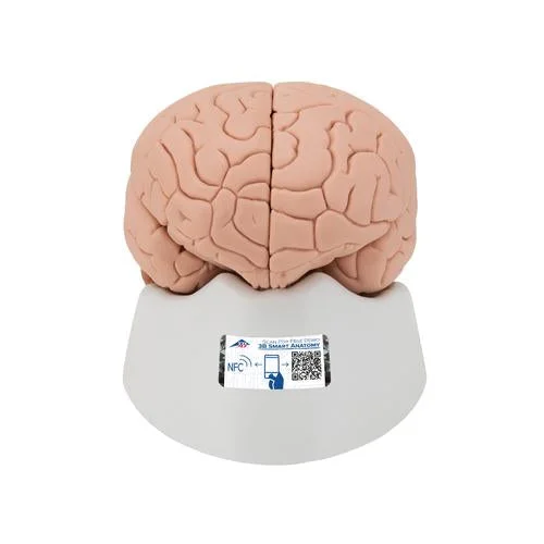 Human Brain Model, 2 part – 3B Smart Anatomy – 1000222