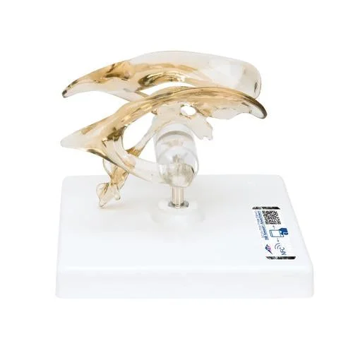 Human Brain Ventricle Model – 3B Smart Anatomy – 1001262