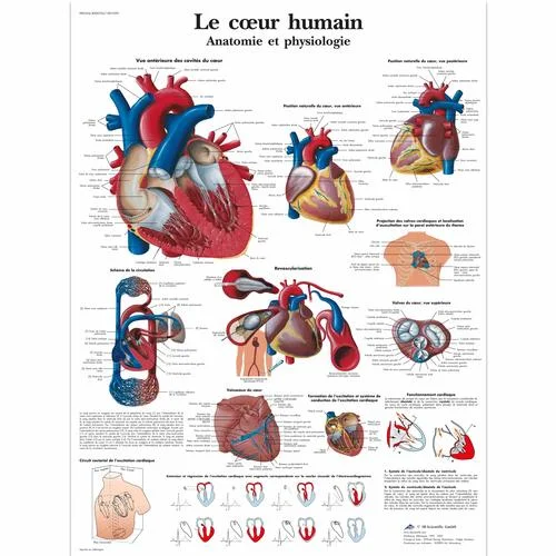 Le cœur humain, Anatomie et physiologie – 4006762