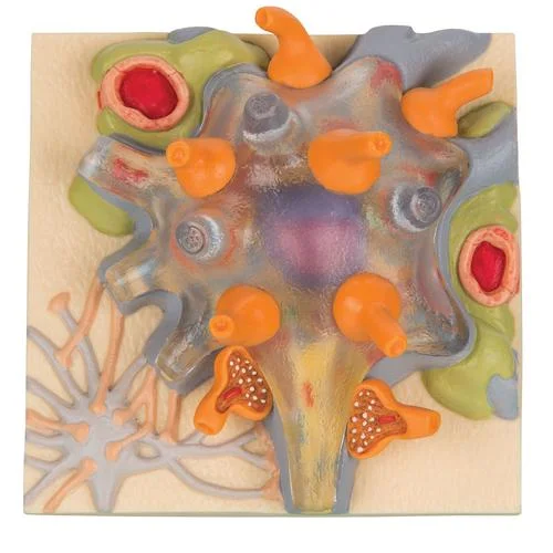 Neuron Cell Body – 1000233