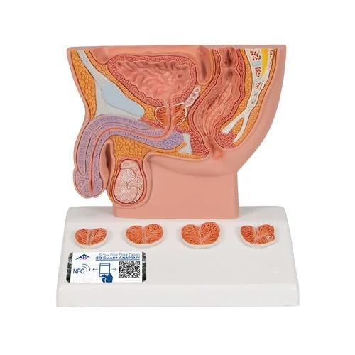 Prostate Model, 1/2 Natural Size – 3B Smart Anatomy – 1000319