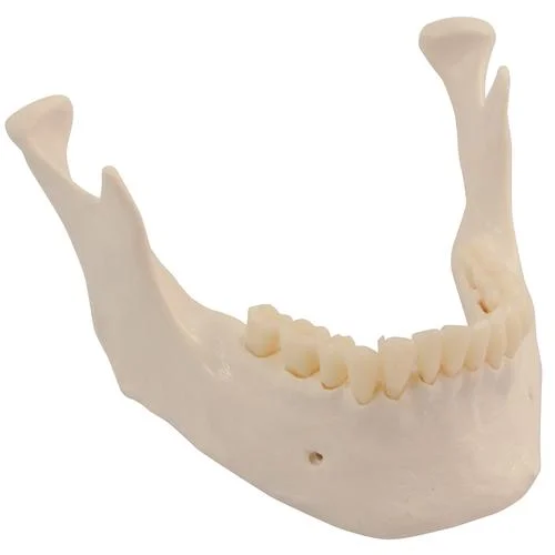 Replacement lower jaw with teeth for skeleton models – 1020655