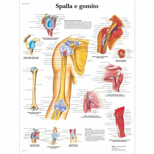 Spalla e gomito – 4006904