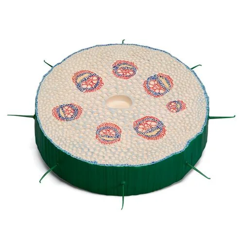 Stem Cross Section of Creeping Buttercup (Ranunculus repens), Model – 1002506
