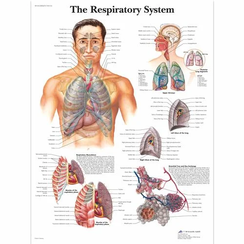 The Respiratory System Chart – 4006675