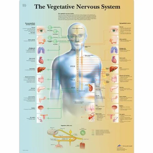 The Vegetative Nervous System Chart – 1001582