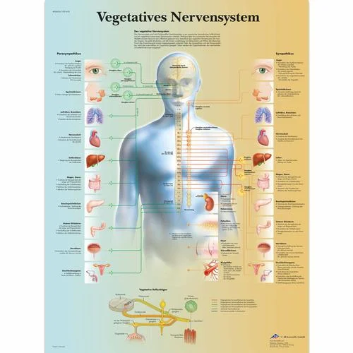 Vegetatives Nervensystem – 4006626
